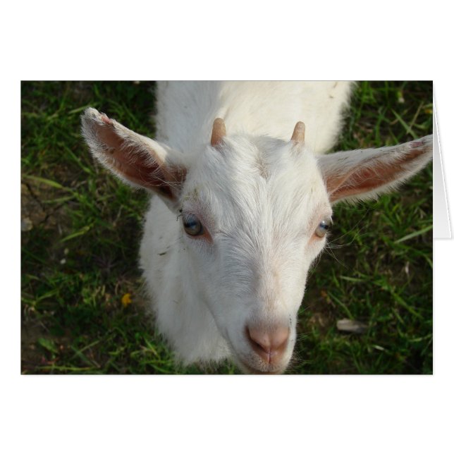 Sneeuwwit De geit (Voorkant Horizontaal)