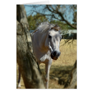 Sneeuwwit de paarden,_