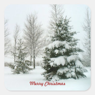 Sneeuwwitbomen, pretkerst vierkante sticker