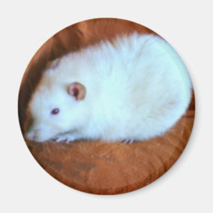 Sneeuwwitte Rat Magnet Magneet