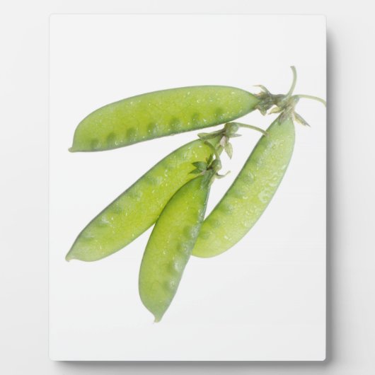 Sneeuwwten Fotoplaat (Voorkant)