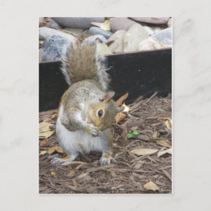 Sneezing Squirrel Briefkaart