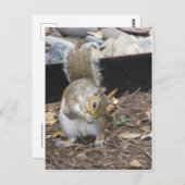 Sneezing Squirrel Briefkaart (Voorkant / Achterkant)