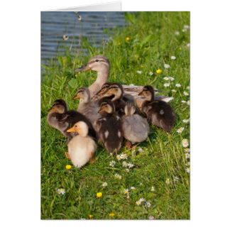 Snel ducklings