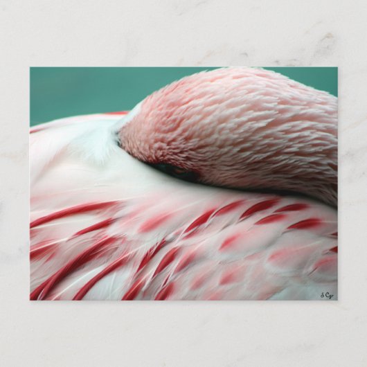 Snel slapen briefkaart (Voorkant)