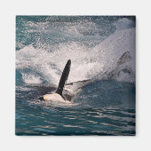 Snel zwemmen op de walvis magneet (Voorkant)