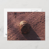 Snelheidsbom Briefkaart (Voorkant / Achterkant)