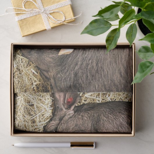 SNELHEIDSVARKENS TISSUEPAPIER (Geschenk)