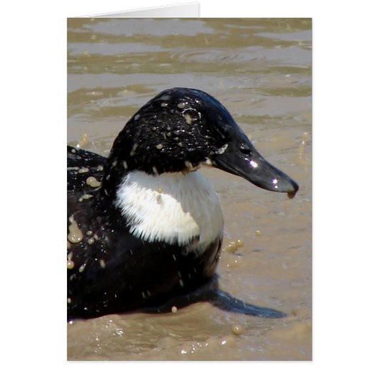 Sneller de eend (Voorkant)