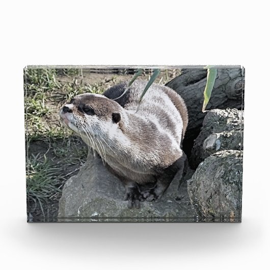 SNETTER FOTOBLOKKEN (Voorkant)