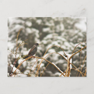 Sneupvogels in de sneeuw briefkaart