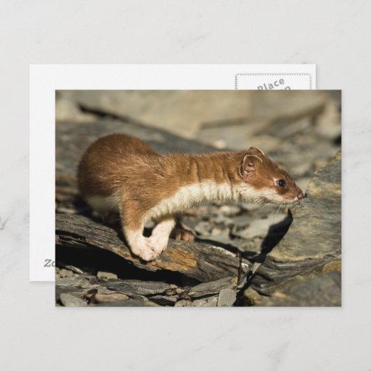 Sniffing Weasel Briefkaart (Voorkant / Achterkant)