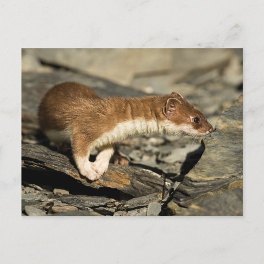 Sniffing Weasel Briefkaart (Voorkant)