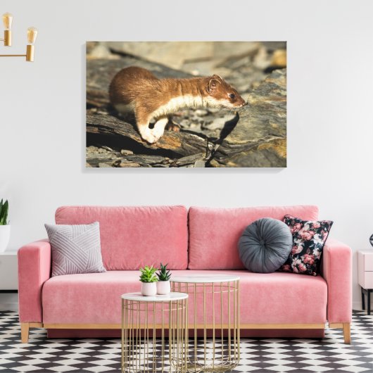 Sniffing Weasel Canvas Afdruk (Insitu (Woonkamer))