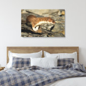 Sniffing Weasel Canvas Afdruk (Insitu (Slaapkamer))
