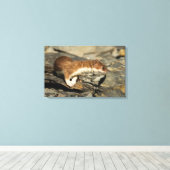 Sniffing Weasel Canvas Afdruk (Insitu (Houten vloer))