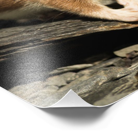 Sniffing Weasel Foto Afdruk (Hoek)