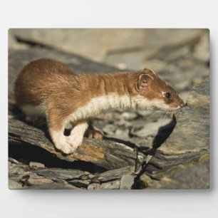 Sniffing Weasel Fotoplaat