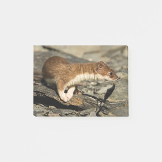 Sniffing Weasel Post-it® Notes (Voorkant)