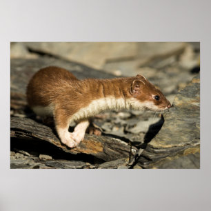 Sniffing Weasel Poster