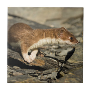Sniffing Weasel Tegeltje