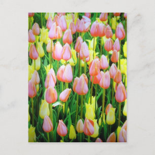 snijbloemen briefkaart