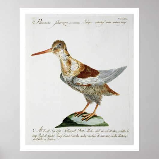 Snipe, c.1767-76 (met de hand gekleurde gravure) poster (Voorkant)