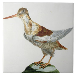 Snipe, c.1767-76 (met de hand gekleurde gravure) tegeltje