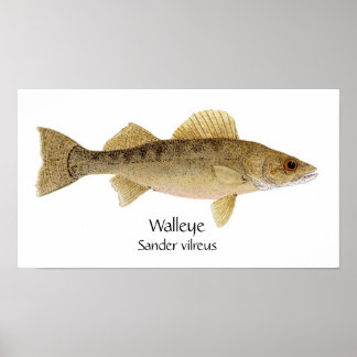 Snoek Kunst Poster
