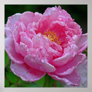 " SNOEP PINK PEONY" (FOTO) POSTER