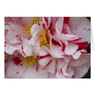 Snoep Striped Camellia