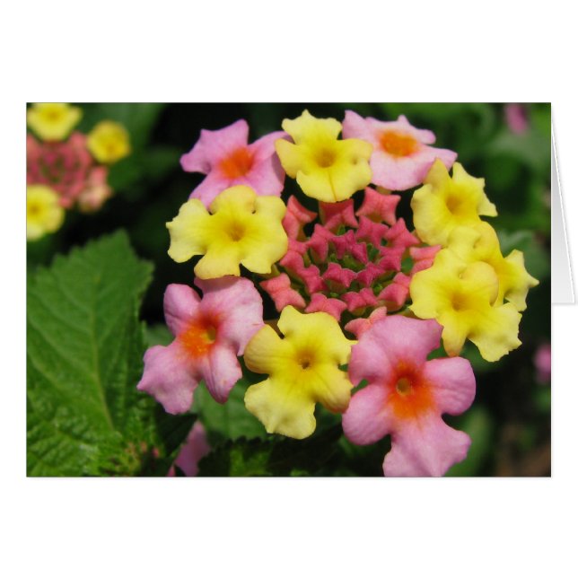 Snoepjes sproeiers (Voorkant Horizontaal)