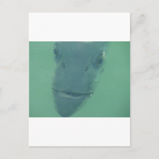Snook Briefkaart (Voorkant)