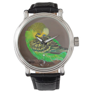 Snoozing Budgie Watch Horloge