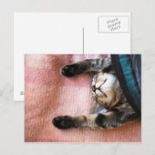 Snoozing Kitten Briefkaart (Voorkant / Achterkant)