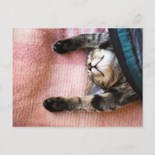 Snoozing Kitten Briefkaart (Voorkant)