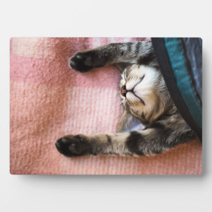 Snoozing Kitten Fotoplaat