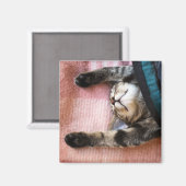 Snoozing Kitten Magneet (Voorkant / Achterkant)