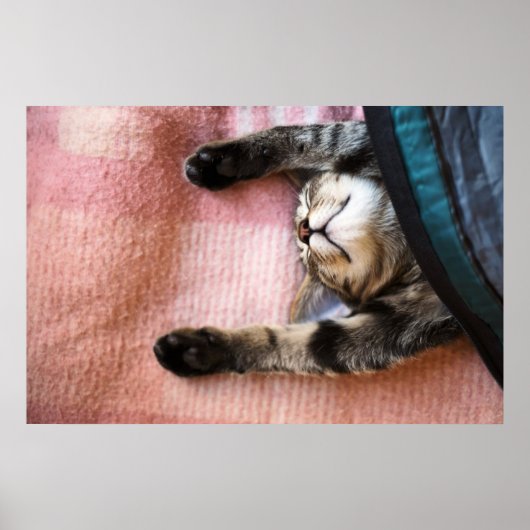 Snoozing Kitten Poster (Voorkant)
