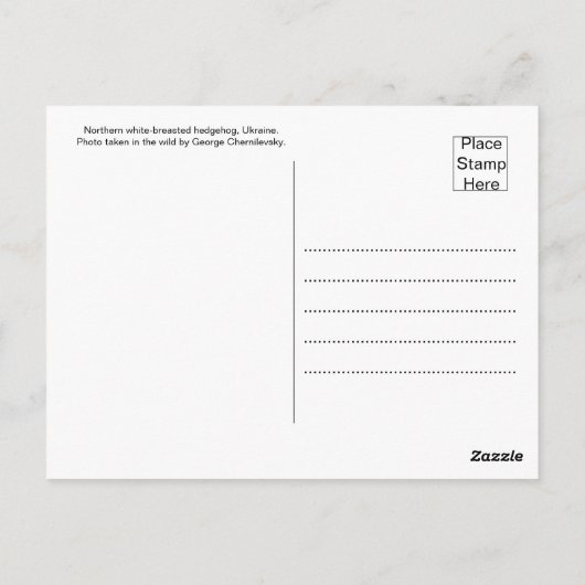 Snorharige Zwervers: Witborstegel  (also known as: Briefkaart (Achterkant)