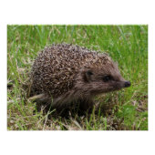 Snorharige Zwervers: Witborstegel  (also known as: Perfect Poster (Voorkant)