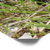 Snorharige Zwervers: Witborstegel  (also known as: Perfect Poster (Hoek)