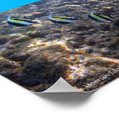 Snorkel Poipu Poster (Hoek)