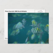 snorkelen briefkaart (Voorkant / Achterkant)