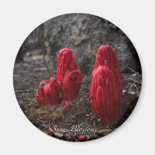 Snow Blossom Magnet Magneet