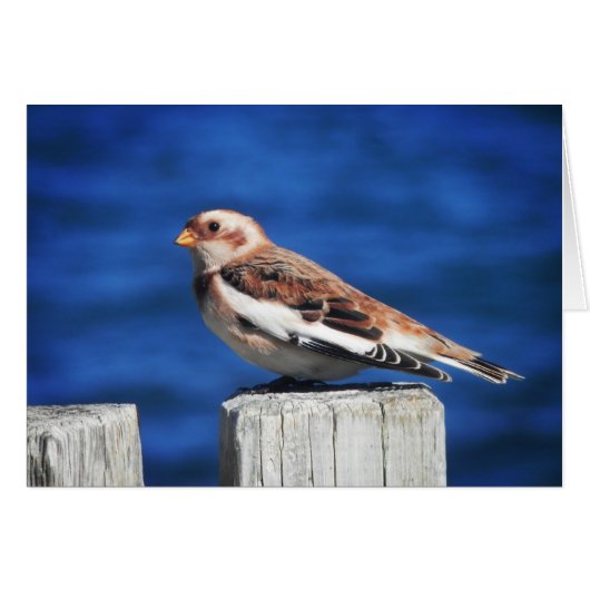 Snow Bunting (Voorkant Horizontaal)