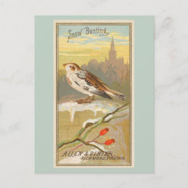 Snow Bunting Briefkaart