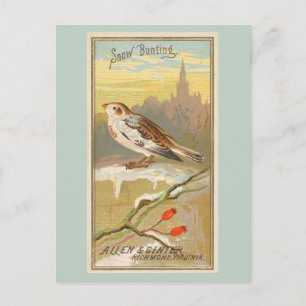 Snow Bunting Briefkaart