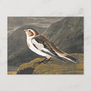 Snow Bunting door John James Audubon,  vogel Briefkaart