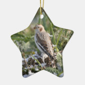 Snow Bunting Ornament (Links)